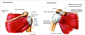 Coiffe des Rotateurs